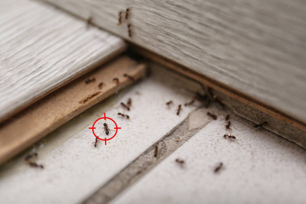 Best Local Pest Control Services  in Woodland Park, NE