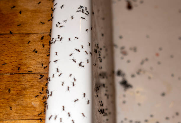 Best Pest Control Near Me  in Woodland Park, NE