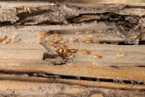 Bird Control in Woodland Park, NE