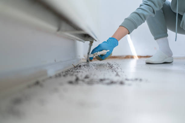 Best Termite Control Services  in Woodland Park, NE